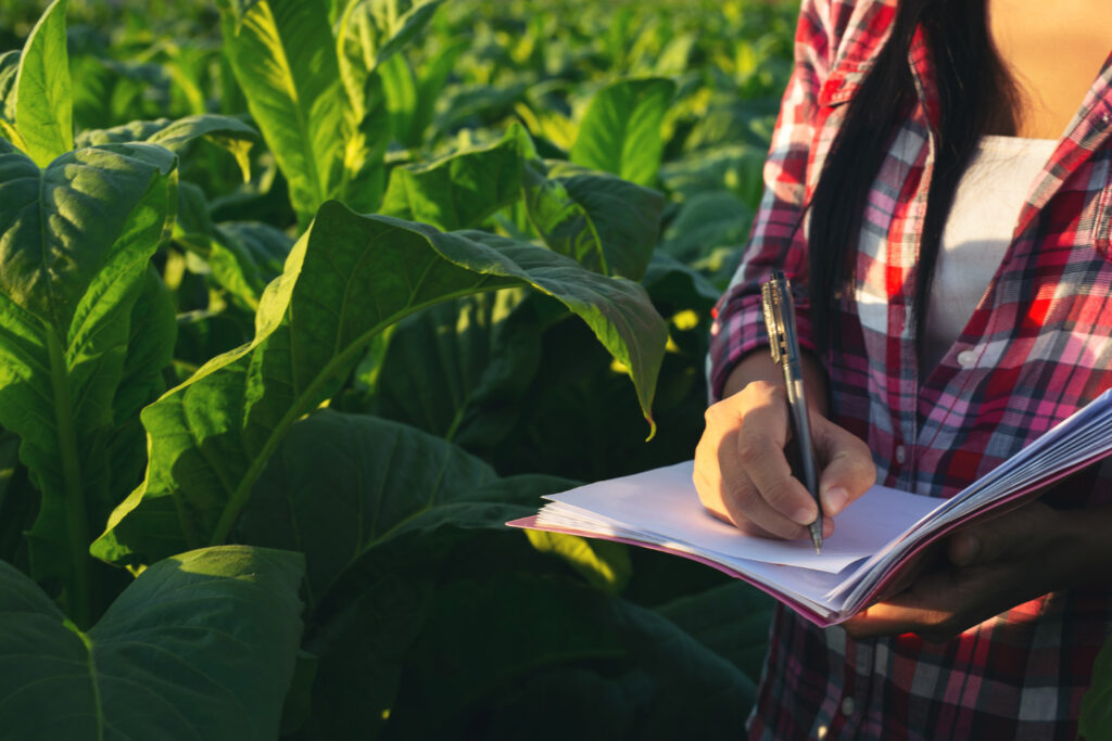 Como organizar a gestão financeira da sua fazenda de forma estratégica
